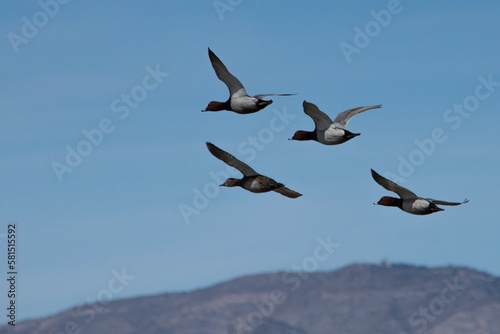 Grupo de Netta rufina volando en el Parque Natural el Hondo, España © Diego Cano Cabanes