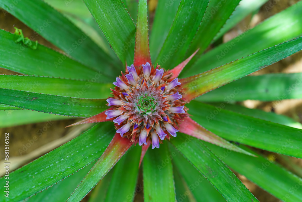 A beautiful pineapple blossom top view A beautiful pineapple blossom top view