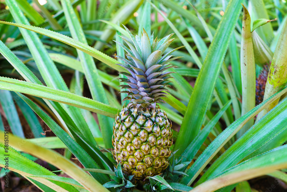 Pineapple or Ananas colossus grows on the ground Pineapple or Ananas colossus grows on the ground