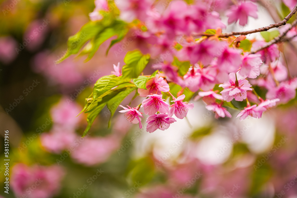 Close up spring cherry blossom flowers image. Detail photo with these beautiful blooming tree flowers in Tokyo, Japan.