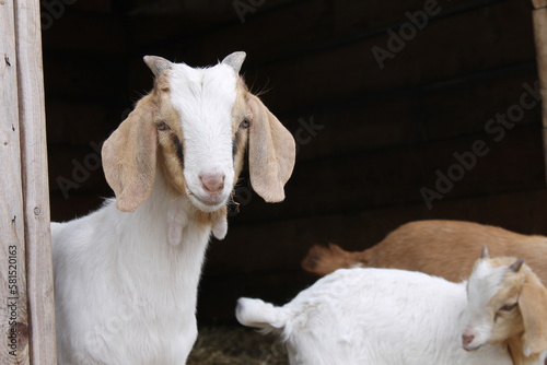 White curious baby boer goat kids with brown stall background