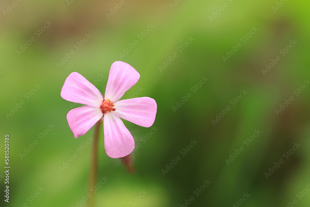 close up of a pink flower close up of a pink flower