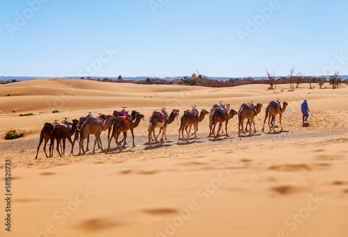 Camel caravan in Sahara desert