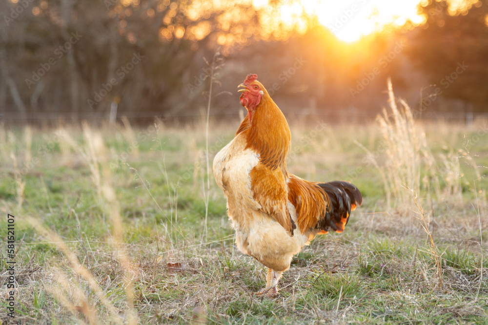 Fototapeta premium a golden rooster crowing in the evening