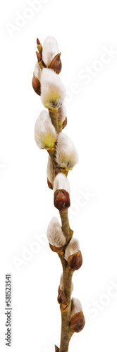 Fluffy twig of willow tree isolated cutout on transparent. Easter spring, twig blossom tree.