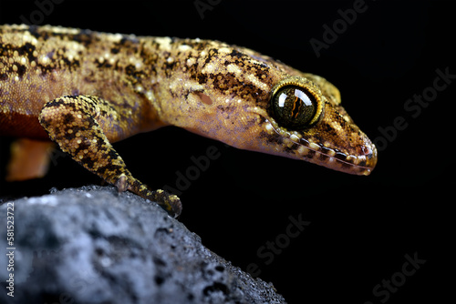 A gecko on a rock with a black background