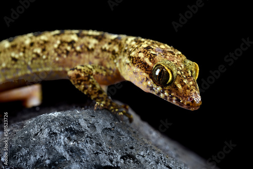 A gecko on a rock with a black background