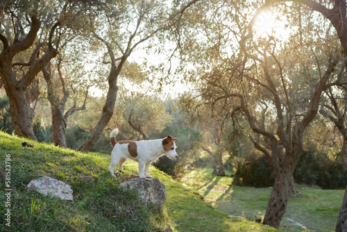 Little dog near the olive tree. Jack Russell Terrier in a grove in nature. Pet in park 