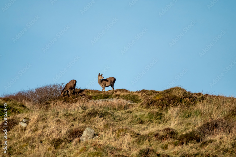 Red Deer on Castlegoland by Portnoo, County Donegal, Ireland Red Deer on Castlegoland by Portnoo, County Donegal, Ireland