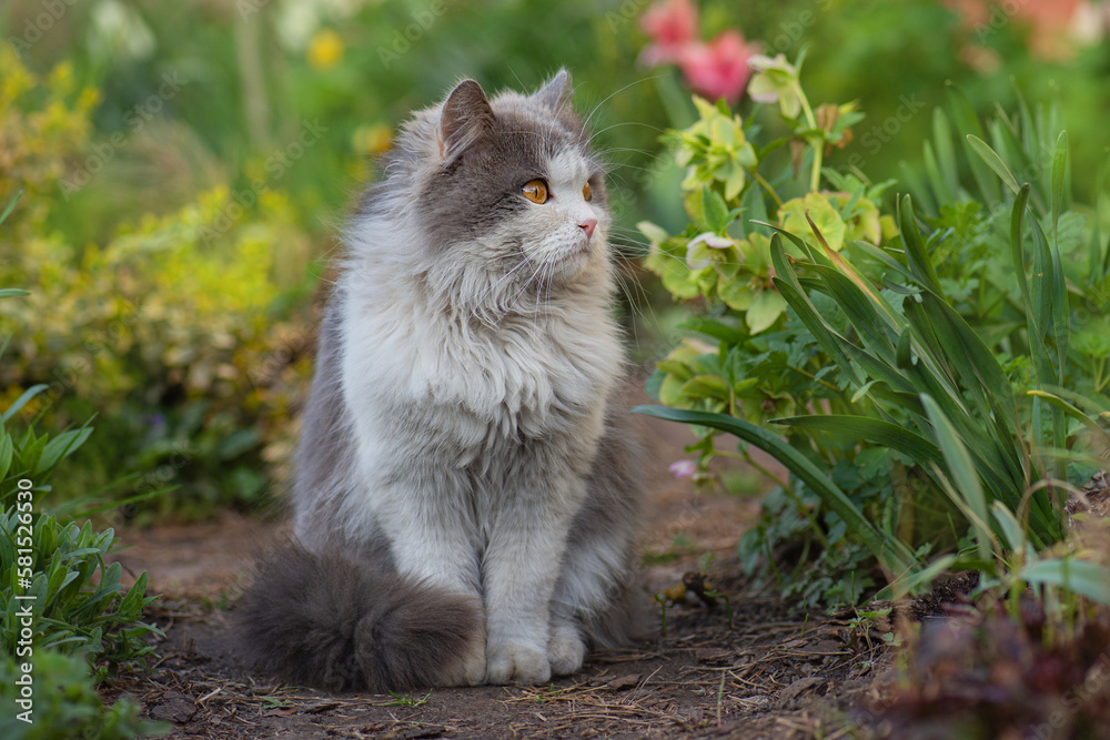Cat in colorful flowers and green bokeh in the background.