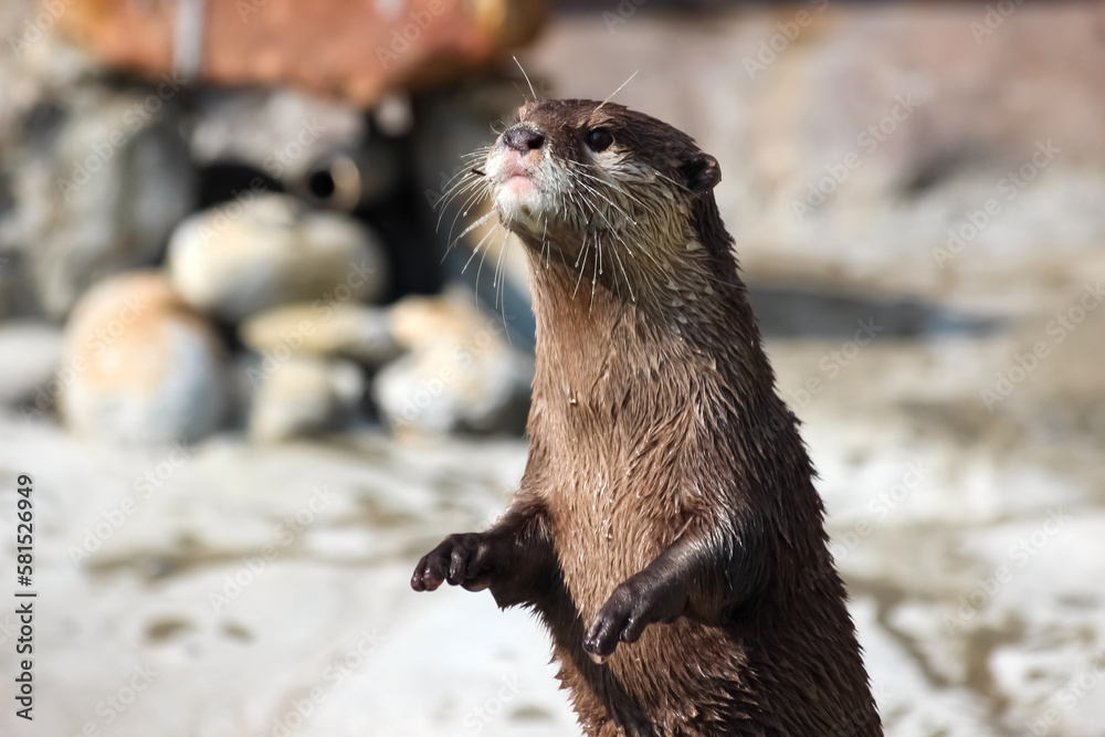 Standing otter, mouth shape is cute Standing otter, mouth shape is cute
