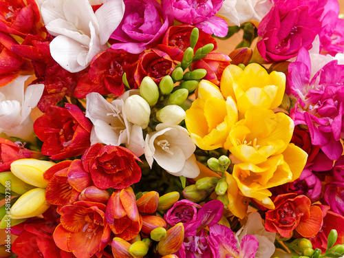 A bunch of bright colored freesia flowers top view closeup.