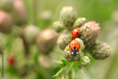 ladybug