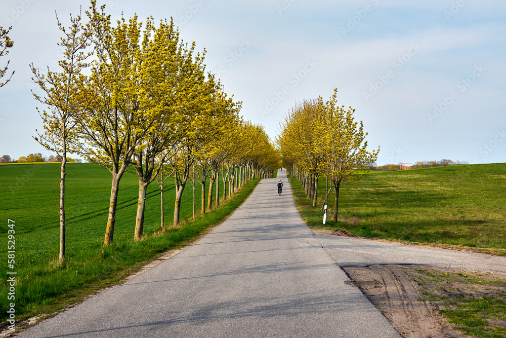 Rural landscape with trees growing along the road in spring on the island of Usedom