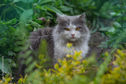 Portrait of cat on a background of flower field. Cat posing against a background of roses in flower garden.