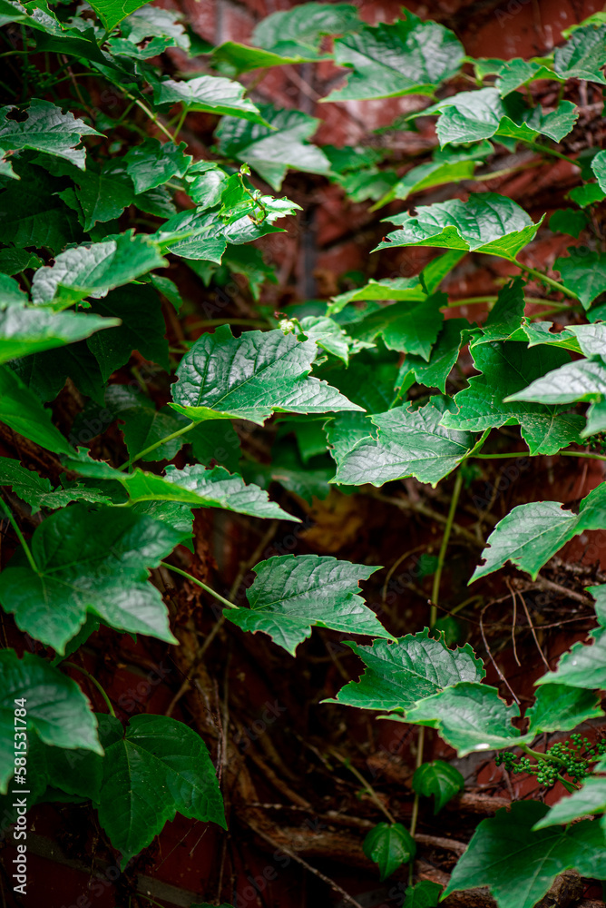 Ivy, Hedera helix or European ivy climbing on rough bark of a tree. Close up photo. Ivy, Hedera helix or European ivy climbing on rough bark of a tree. Close up photo.