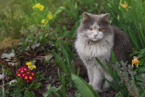 Kitten in the garden with flowers on background. Kitten sitting near a flowerbed.