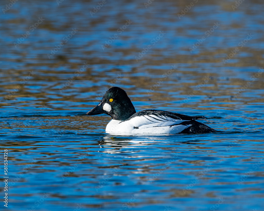 Fototapeta premium Common Goldeneye