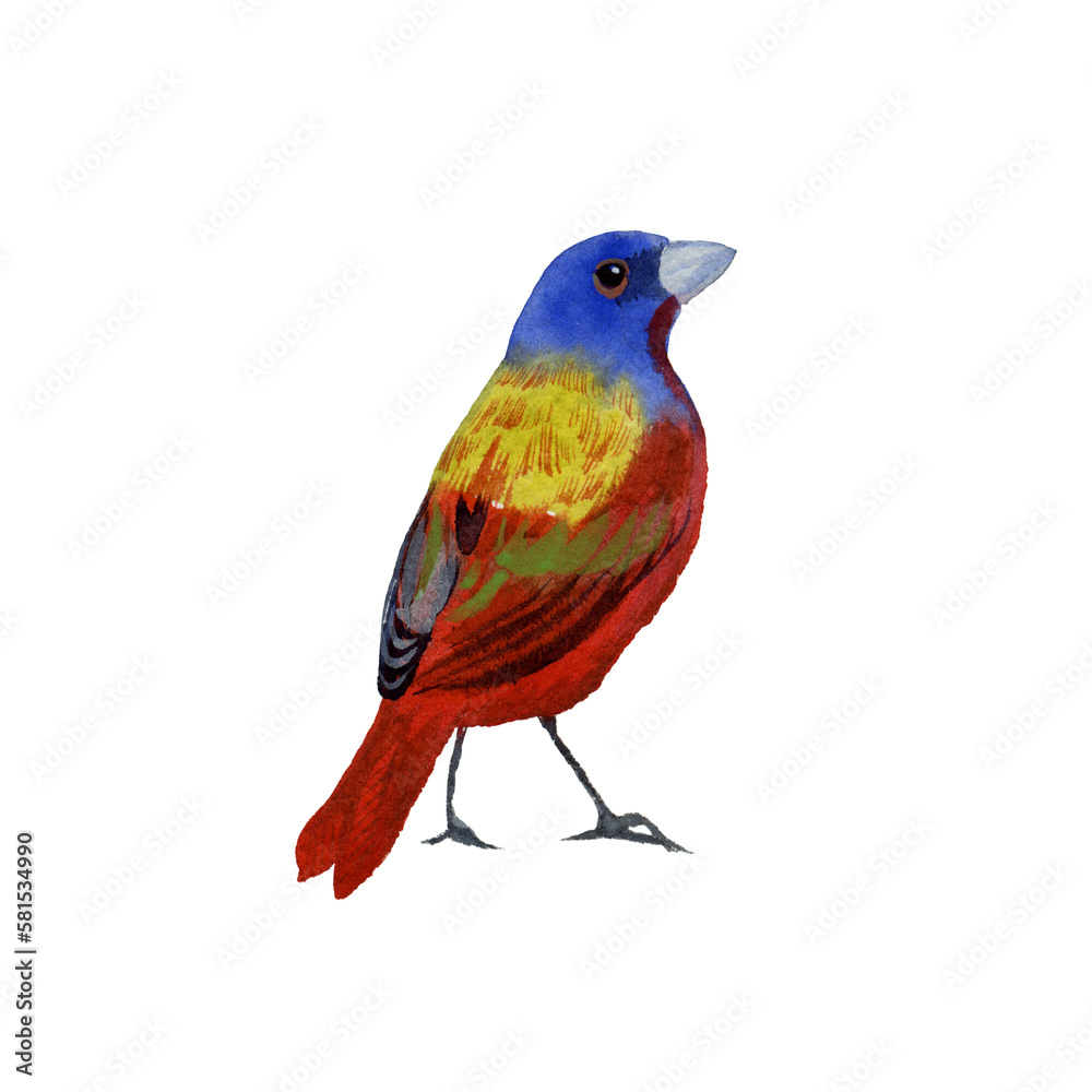 Obraz premium Hand drawn watercolor drawing of male Painted bunting (Passerina ciris) on a white backgroung