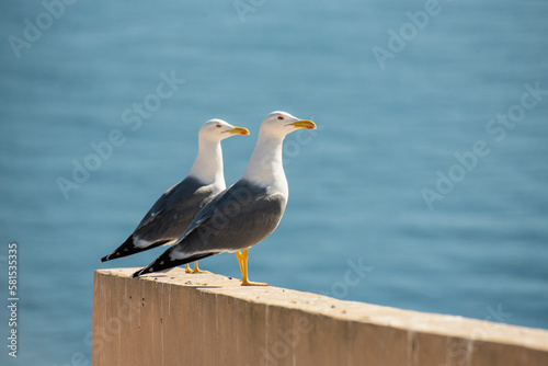 Seagull standing on a pier with blue sea in the background