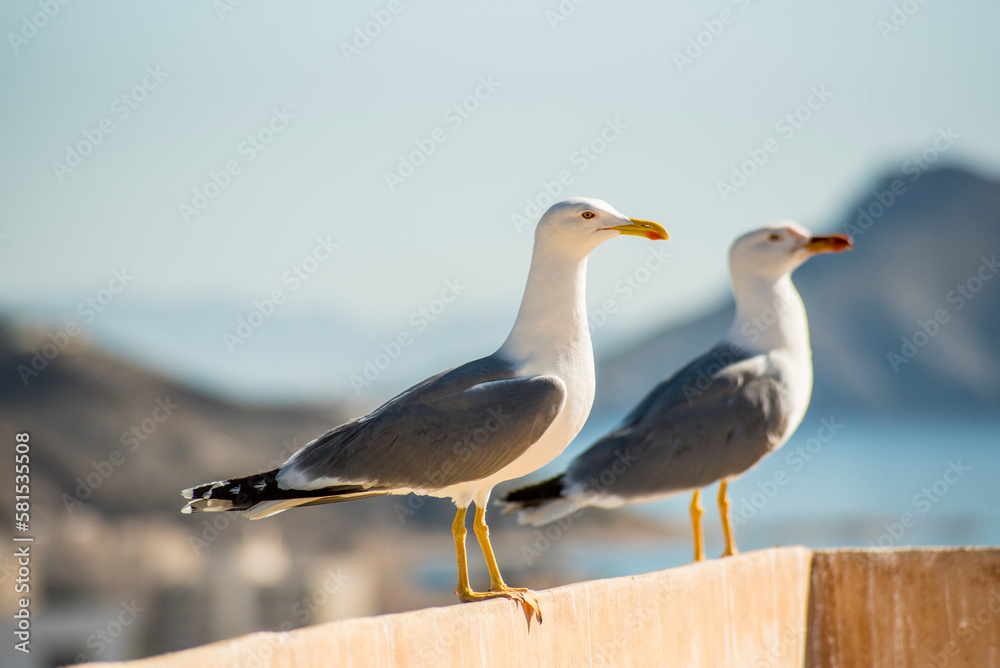 Seagull standing on a pier with blue sea in the background Seagull standing on a pier with blue sea in the background