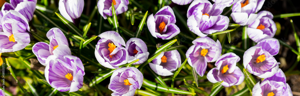 Beautiful Nature Spring Background. First spring flowers. Floral template with blooming purple crocus flowers close-up. Wallpaper or Web Banner for design.Violet crocus flowers in garden Beautiful Nature Spring Background. First spring flowers. Floral template with blooming purple crocus flowers close-up. Wallpaper or Web Banner for design.Violet crocus flowers in garden