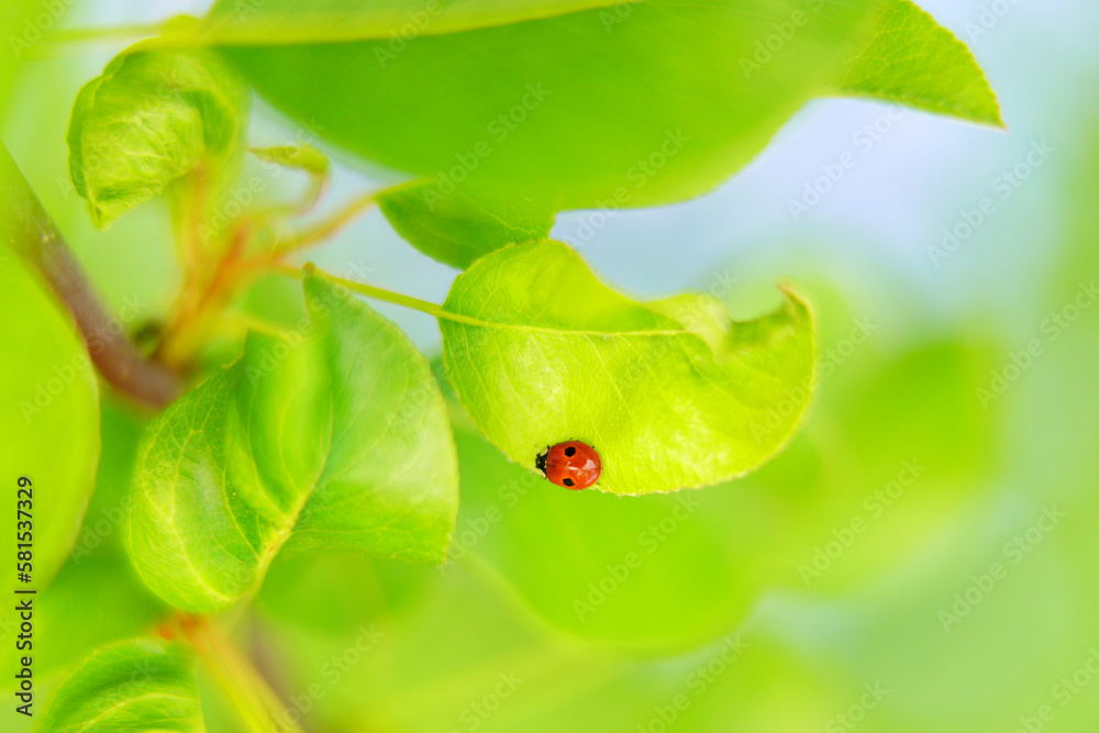 Fototapeta premium Red ladybug on green leaves.