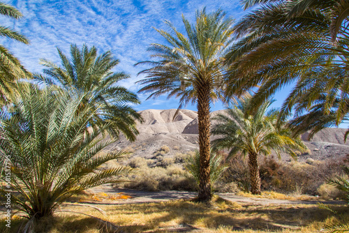 Palm trees organized in a grid at a date farm in the Mojave desert of California. © Adam