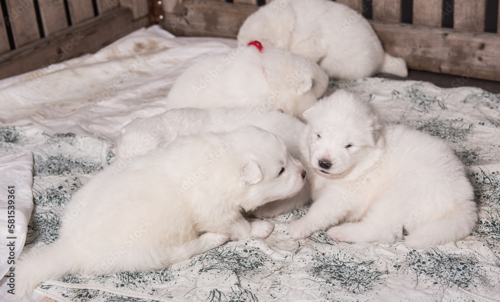 Fototapeta premium Five White fluffy small Samoyed puppies dogs are sitting in dog aviary