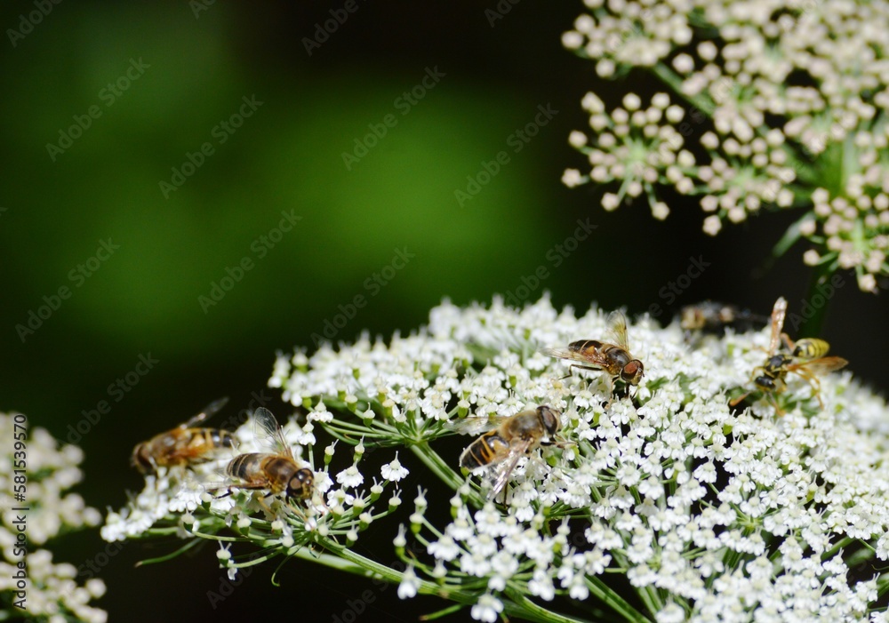 lots of bugs on the white yarrow flower lots of bugs on the white yarrow flower