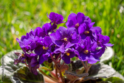 African violet in a pot, macro image