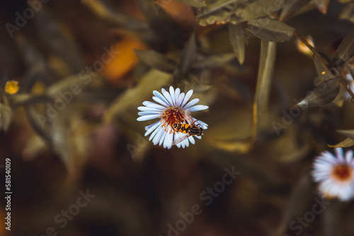 Slika na platnu Close up wild chamomiles plant blooming growing in forest meadow field garden summer