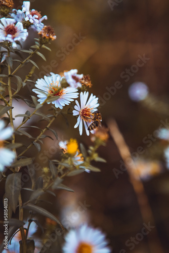 Vertical close up wild chamomiles plant blooming growing in forest meadow field garden summer. Herbal smell scent. Flying honey bee pollinating suck collecting nectar pollen. Flower for aromatic tea
 photo