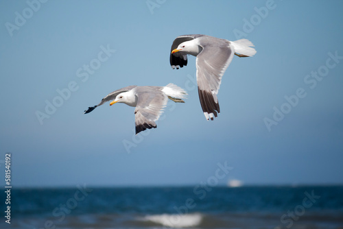 Seagulls in flight over the ocean
