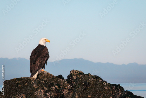American bald eagle in profile, sitting on rocks overlooking the ocean