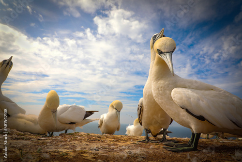 Focus of a colony of northern gannet - sula bassana