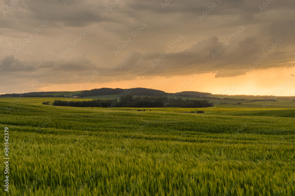 Landscape of crops blowing in the wind of a Storm over the Praries at dusk