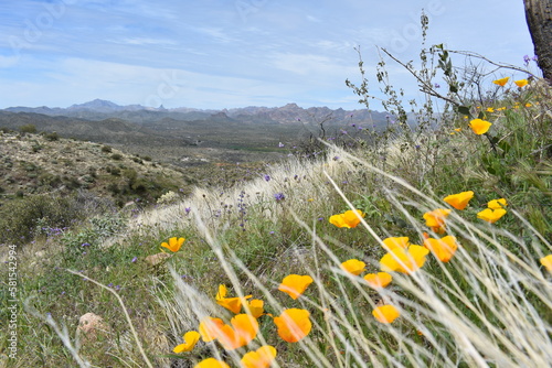 Spring in the Superstition Mountains, Wildflowers on Hill photo