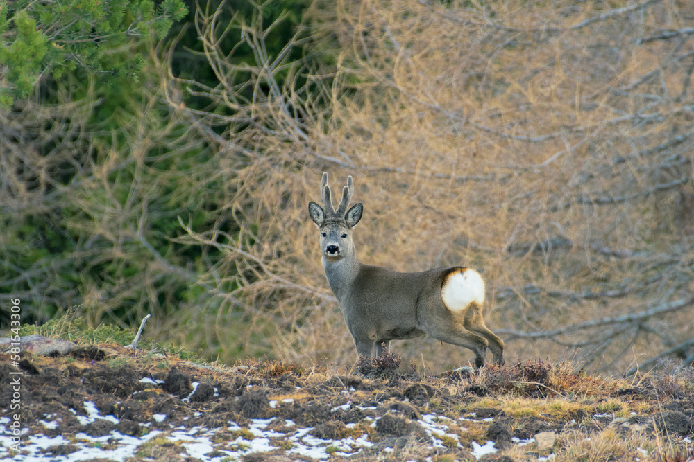 Male european roe deer (roebuck Capreolus capreolus) with velvet antlers standing in an alpine meadow on a springtime evening. Italian Alps