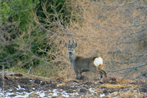 Obraz na płótnie Male european roe deer (roebuck Capreolus capreolus) with velvet antlers standing in an alpine meadow on a springtime evening. Italian Alps w salonie