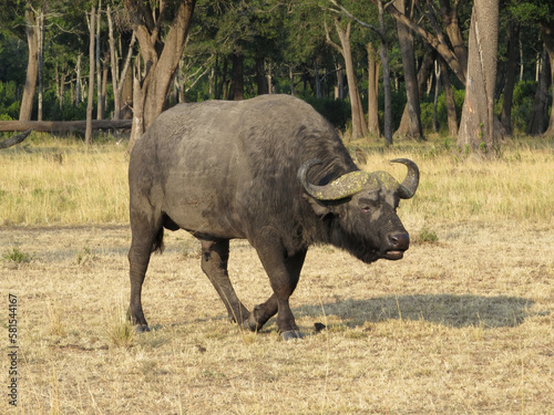 African Buffalo or Cape Buffalo  Syncerus caffer 