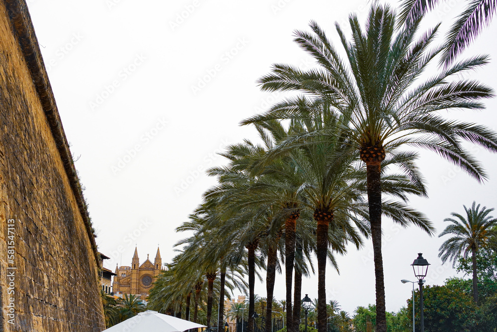 Palm trees under cloudy sky with Palma Cathedral in the background