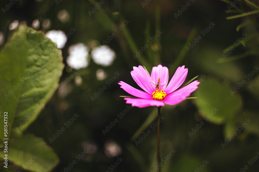 flower, garden, nature, flora, pink, plant, spring, beauty, blossom, purple, flowers, blooming, beautiful flower, garden, nature, flora, pink, plant, spring, beauty, blossom, purple, flowers, blooming, beautiful