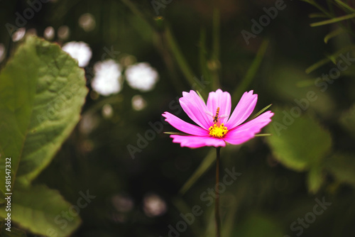 flower  garden  nature  flora  pink  plant  spring  beauty  blossom  purple  flowers  blooming  beautiful