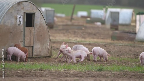 Baby Piglets Playing Together On Farm In Spring