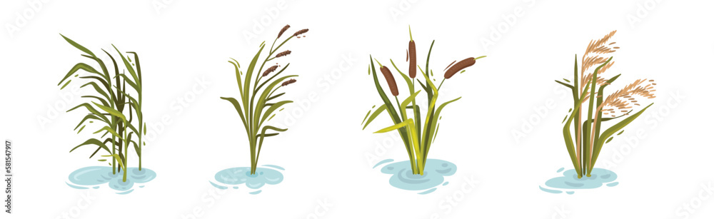 Water and Swamp Plants with Reed on Green Stalk Vector Set - obrazy, fototapety, plakaty 
