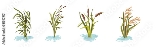 Water and Swamp Plants with Reed on Green Stalk Vector Set photo