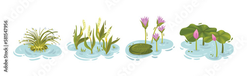 Water and Swamp Plants with Pink Waterlily Flower Vector Set