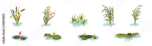 Water and Swamp Plants with Pink Waterlily Flower Vector Set