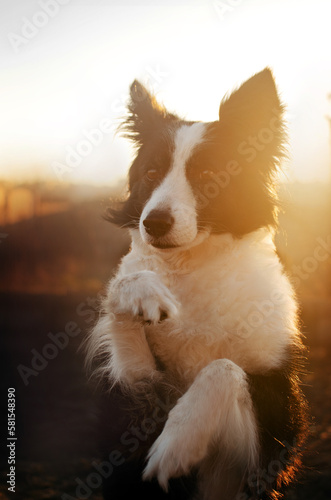 morning portrait of a border collie dog with the magical light of dawn